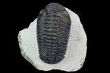 Bargain, Morocops Trilobite - Visible Eye Facets #92183-1